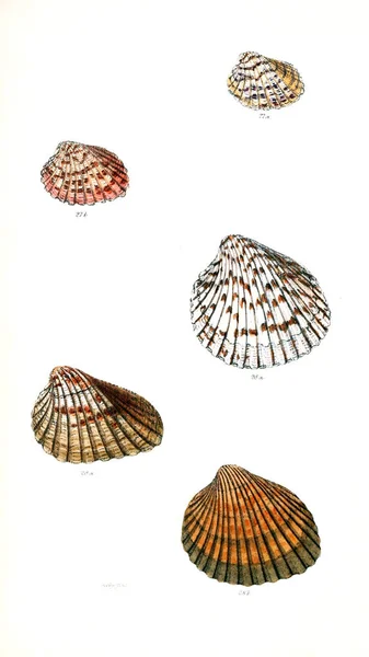 Illustration Snäckskal Conchologia Iconica Eller Illustrationer Skal Molluscous Djur — Stockfoto