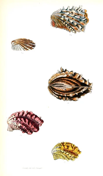 Ilustración Conchas Marinas Conchologia Iconica Ilustraciones Las Conchas Animales Moluscos —  Fotos de Stock