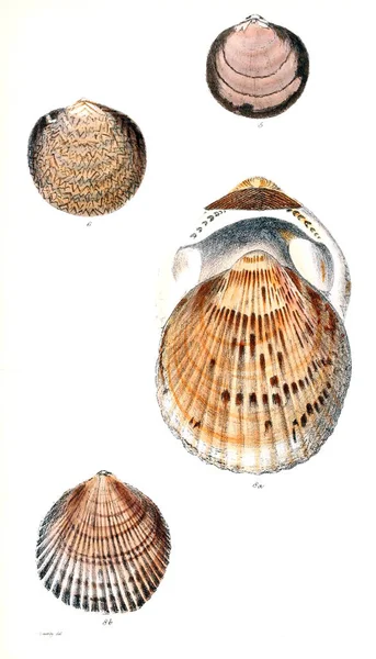 Illustrazione Delle Conchiglie Conchologia Iconica Illustrazioni Delle Conchiglie Molluschi — Foto Stock