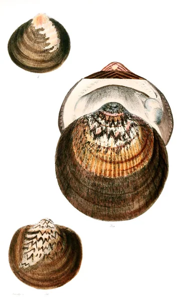 Deniz Kabuklarını Illustration Conchologia Iconica Veya Kabukları Molluscous Hayvan Çizimleri — Stok fotoğraf