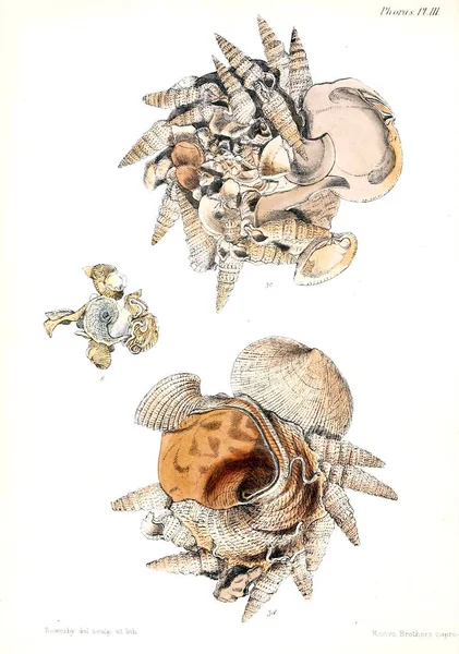 Illustratie Van Schelpen Conchologia Iconica Illustraties Van Schelpen Van Molluscous — Stockfoto