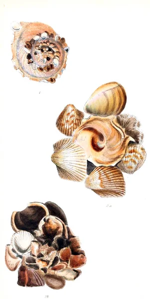 Illustrazione Delle Conchiglie Conchologia Iconica Illustrazioni Delle Conchiglie Molluschi — Foto Stock
