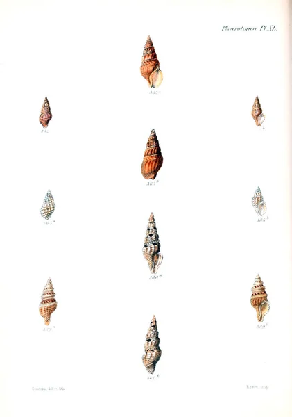 Иллюстрация Ракушек Conchologia Iconica Иллюстрации Раковин Моллюсков — стоковое фото