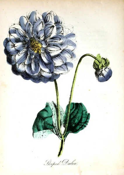 Afbeelding Van Bloem Amerikaanse Flora Geschiedenis Van Planten Wilde Bloemen — Stockfoto