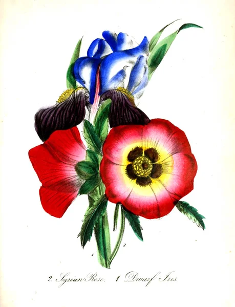 Illustrazione Fiore Flora Americana Storia Piante Fiori Selvatici — Foto Stock