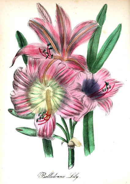 Ілюстрація Квітка Американський Флори Або Історії Рослин Диких Квітів — стокове фото