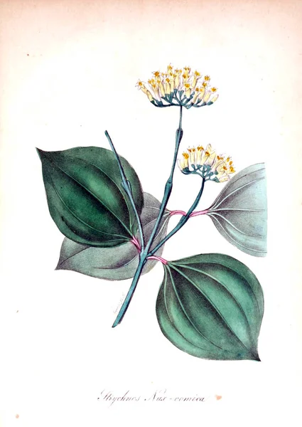 Afbeelding Van Bloem Amerikaanse Flora Geschiedenis Van Planten Wilde Bloemen — Stockfoto