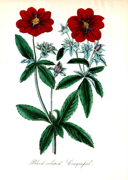 Çiçek Illustration Amerikan Flora Veya Geçmiş Bitki Kır Çiçekleri — Stok fotoğraf