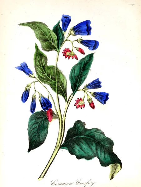 Illustrazione Fiore Flora Americana Storia Piante Fiori Selvatici — Foto Stock