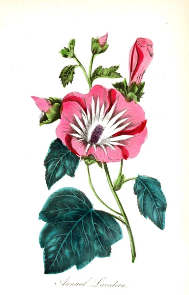 Illustrazione Fiore Flora Americana Storia Piante Fiori Selvatici — Foto Stock