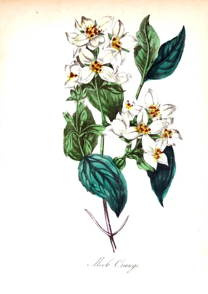 Εικονογράφηση Του Λουλουδιού Αμερικανική Χλωρίδα Την Ιστορία Των Φυτών Και — Φωτογραφία Αρχείου