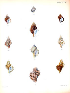 Deniz kabuklarını Illustration. Conchologia iconica veya kabukları molluscous hayvan çizimleri.