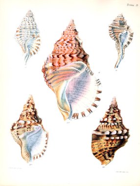 Deniz kabuklarını Illustration. Conchologia iconica veya kabukları molluscous hayvan çizimleri.