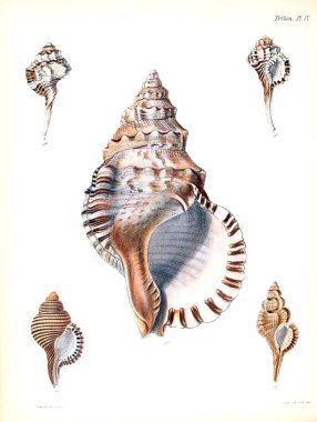 Deniz kabuklarını Illustration. Conchologia iconica veya kabukları molluscous hayvan çizimleri.