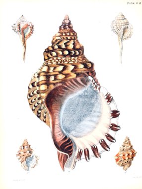 Deniz kabuklarını Illustration. Conchologia iconica veya kabukları molluscous hayvan çizimleri.