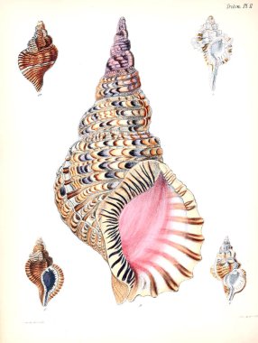 Deniz kabuklarını Illustration. Conchologia iconica veya kabukları molluscous hayvan çizimleri.