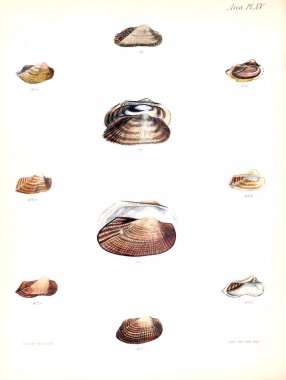 Deniz kabuklarını Illustration. Conchologia iconica veya kabukları molluscous hayvan çizimleri.