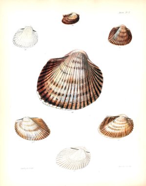 Deniz kabuklarını Illustration. Conchologia iconica veya kabukları molluscous hayvan çizimleri.