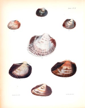 Deniz kabuklarını Illustration. Conchologia iconica veya kabukları molluscous hayvan çizimleri.