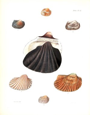 Deniz kabuklarını Illustration. Conchologia iconica veya kabukları molluscous hayvan çizimleri.
