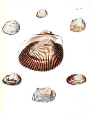 Deniz kabuklarını Illustration. Conchologia iconica veya kabukları molluscous hayvan çizimleri.
