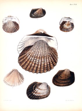 Deniz kabuklarını Illustration. Conchologia iconica veya kabukları molluscous hayvan çizimleri.