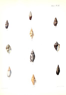 Deniz kabuklarını Illustration. Conchologia iconica veya kabukları molluscous hayvan çizimleri.