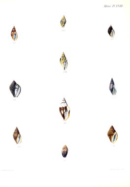 Deniz kabuklarını Illustration. Conchologia iconica veya kabukları molluscous hayvan çizimleri.
