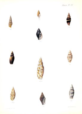 Deniz kabuklarını Illustration. Conchologia iconica veya kabukları molluscous hayvan çizimleri.