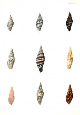 Deniz kabuklarını Illustration. Conchologia iconica veya kabukları molluscous hayvan çizimleri.