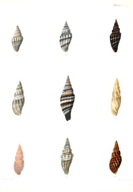 Illustration of seashells. Conchologia iconica, or, Illustrations of the shells of molluscous animal. clipart
