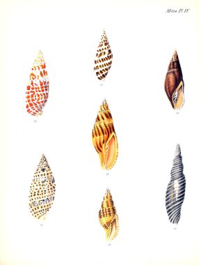 Deniz kabuklarını Illustration. Conchologia iconica veya kabukları molluscous hayvan çizimleri.