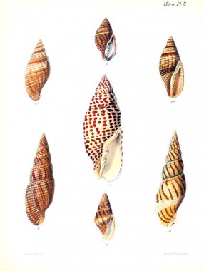 Deniz kabuklarını Illustration. Conchologia iconica veya kabukları molluscous hayvan çizimleri.