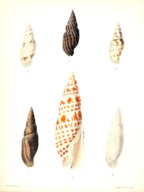 Deniz kabuklarını Illustration. Conchologia iconica veya kabukları molluscous hayvan çizimleri.