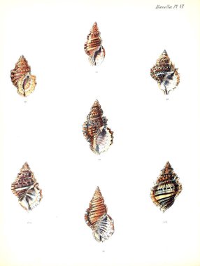 Deniz kabuklarını Illustration. Conchologia iconica veya kabukları molluscous hayvan çizimleri.