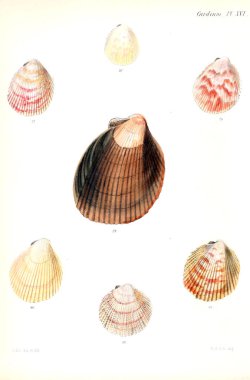 Deniz kabuklarını Illustration. Conchologia iconica veya kabukları molluscous hayvan çizimleri.