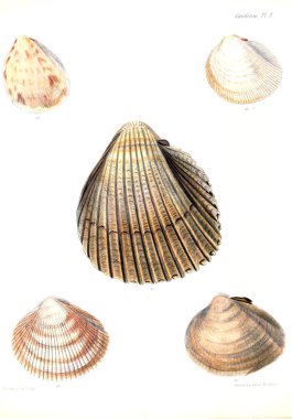 Deniz kabuklarını Illustration. Conchologia iconica veya kabukları molluscous hayvan çizimleri.