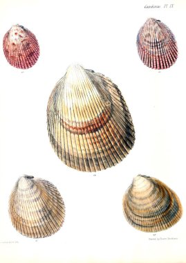 Deniz kabuklarını Illustration. Conchologia iconica veya kabukları molluscous hayvan çizimleri.