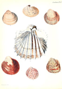 Deniz kabuklarını Illustration. Conchologia iconica veya kabukları molluscous hayvan çizimleri.