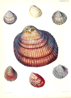 Deniz kabuklarını Illustration. Conchologia iconica veya kabukları molluscous hayvan çizimleri.