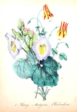 Çiçek Illustration. Amerikan flora: veya geçmiş bitki ve kır çiçekleri 