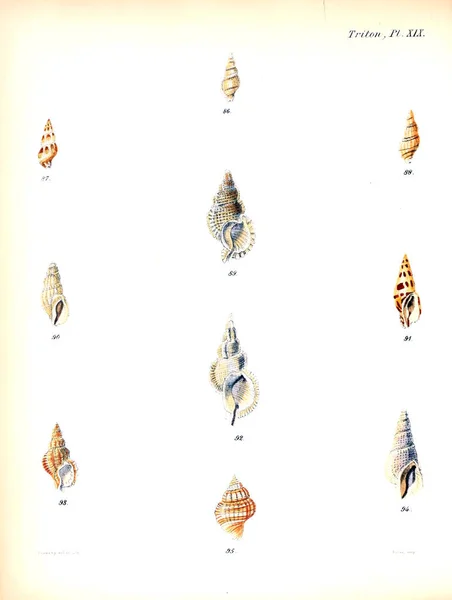 Ілюстрація Мушлі Конхологія Значок Або Ілюстрації Оболонок Молюсків Тварин — стокове фото