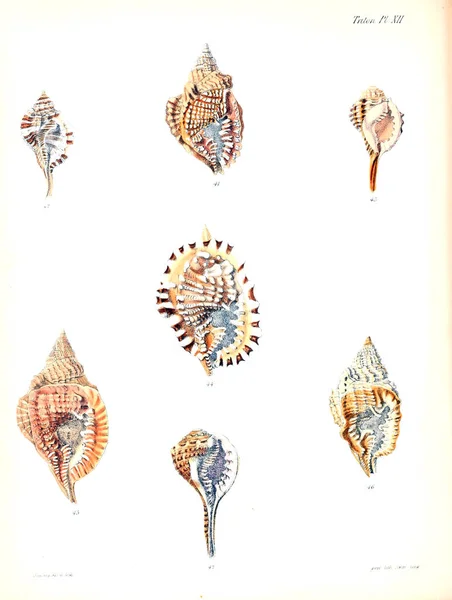 조개의 그림입니다 Conchologia Iconica Molluscous 동물의 포탄의 — 스톡 사진