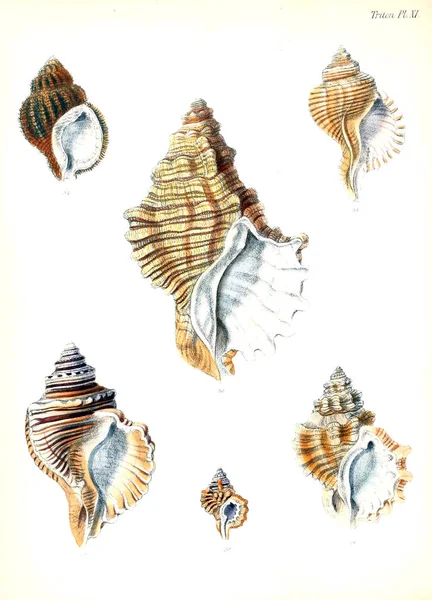 Illustrazione Delle Conchiglie Conchologia Iconica Illustrazioni Delle Conchiglie Molluschi — Foto Stock