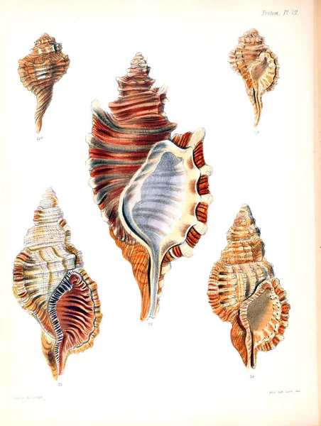 Illustratie Van Schelpen Conchologia Iconica Illustraties Van Schelpen Van Molluscous — Stockfoto