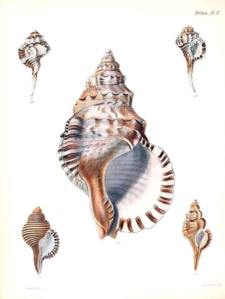 Deniz Kabuklarını Illustration Conchologia Iconica Veya Kabukları Molluscous Hayvan Çizimleri — Stok fotoğraf