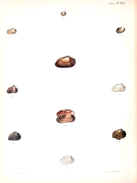 Tengeri Kagylókból Illusztrációja Conchologia Iconica Vagy Héját Molluscous Állat Illusztrációk — Stock Fotó