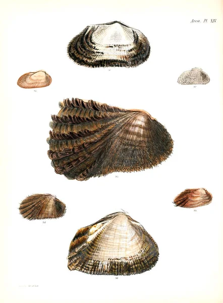 Tengeri Kagylókból Illusztrációja Conchologia Iconica Vagy Héját Molluscous Állat Illusztrációk — Stock Fotó