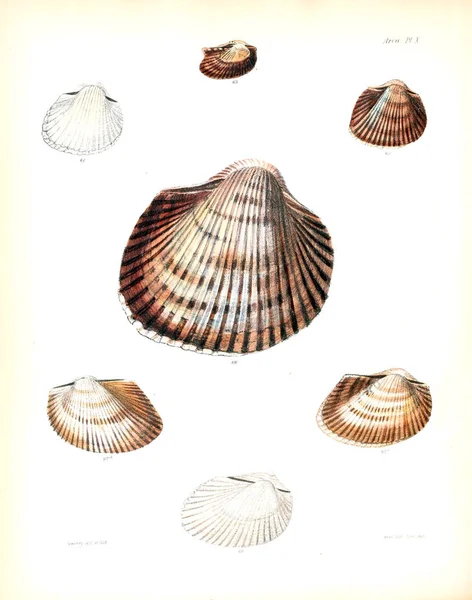 조개의 그림입니다 Conchologia Iconica Molluscous 동물의 포탄의 — 스톡 사진