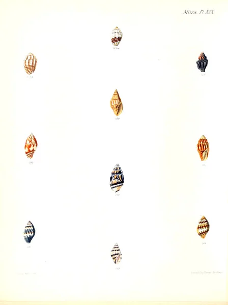 Ілюстрація Мушлі Конхологія Значок Або Ілюстрації Оболонок Молюсків Тварин — стокове фото